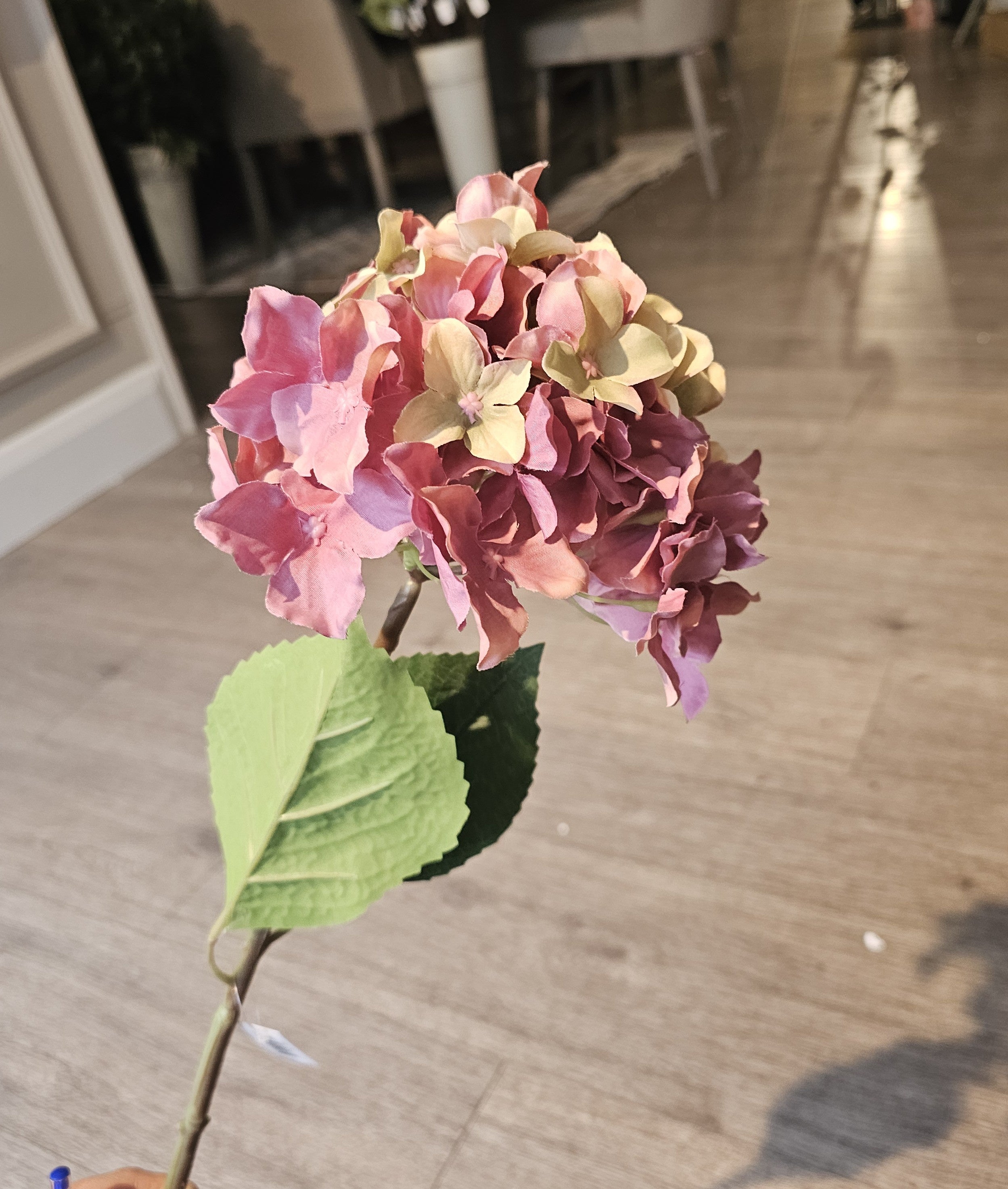 Hydrangea Blush