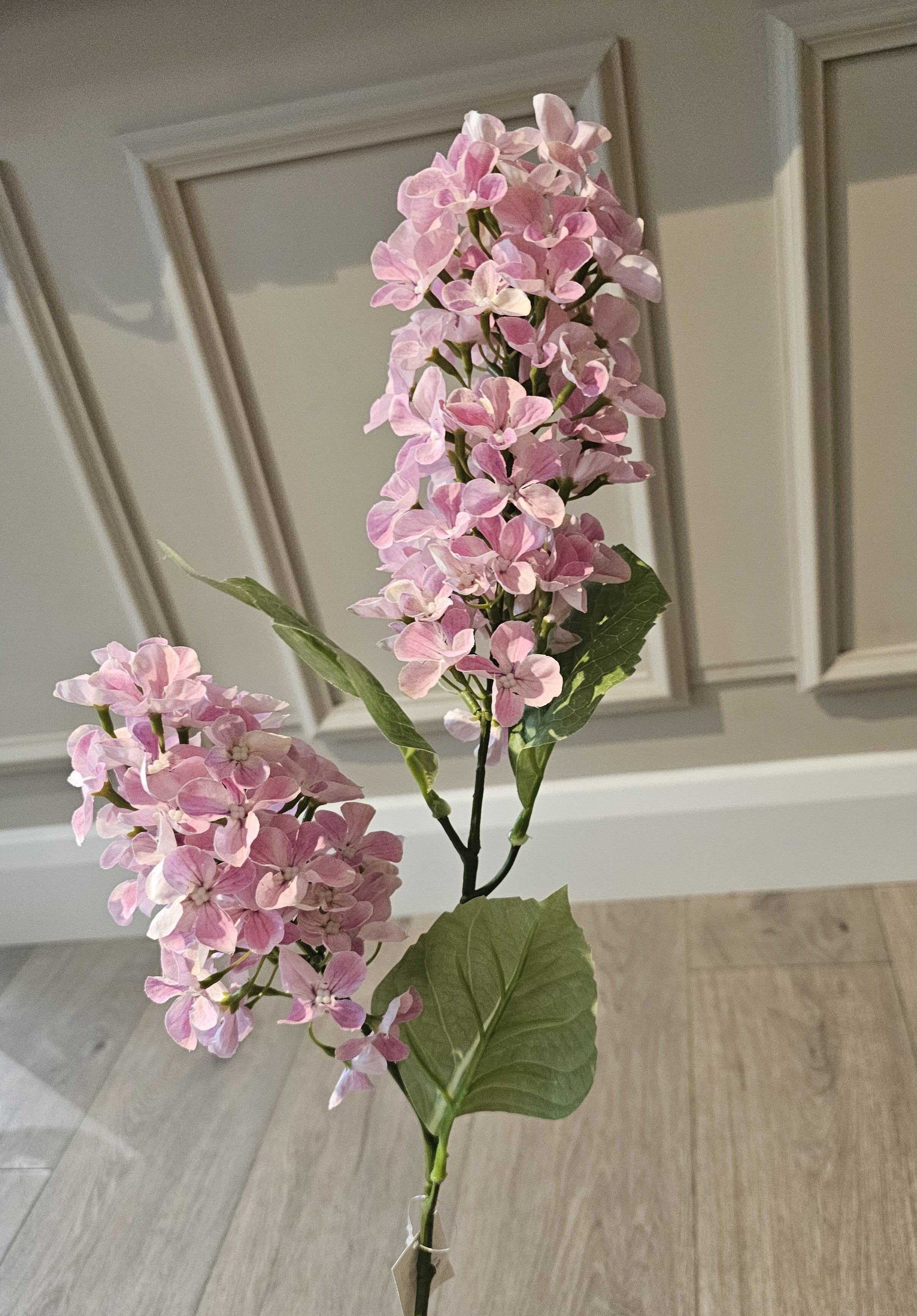 Paniculata Hydrangea Light Blush