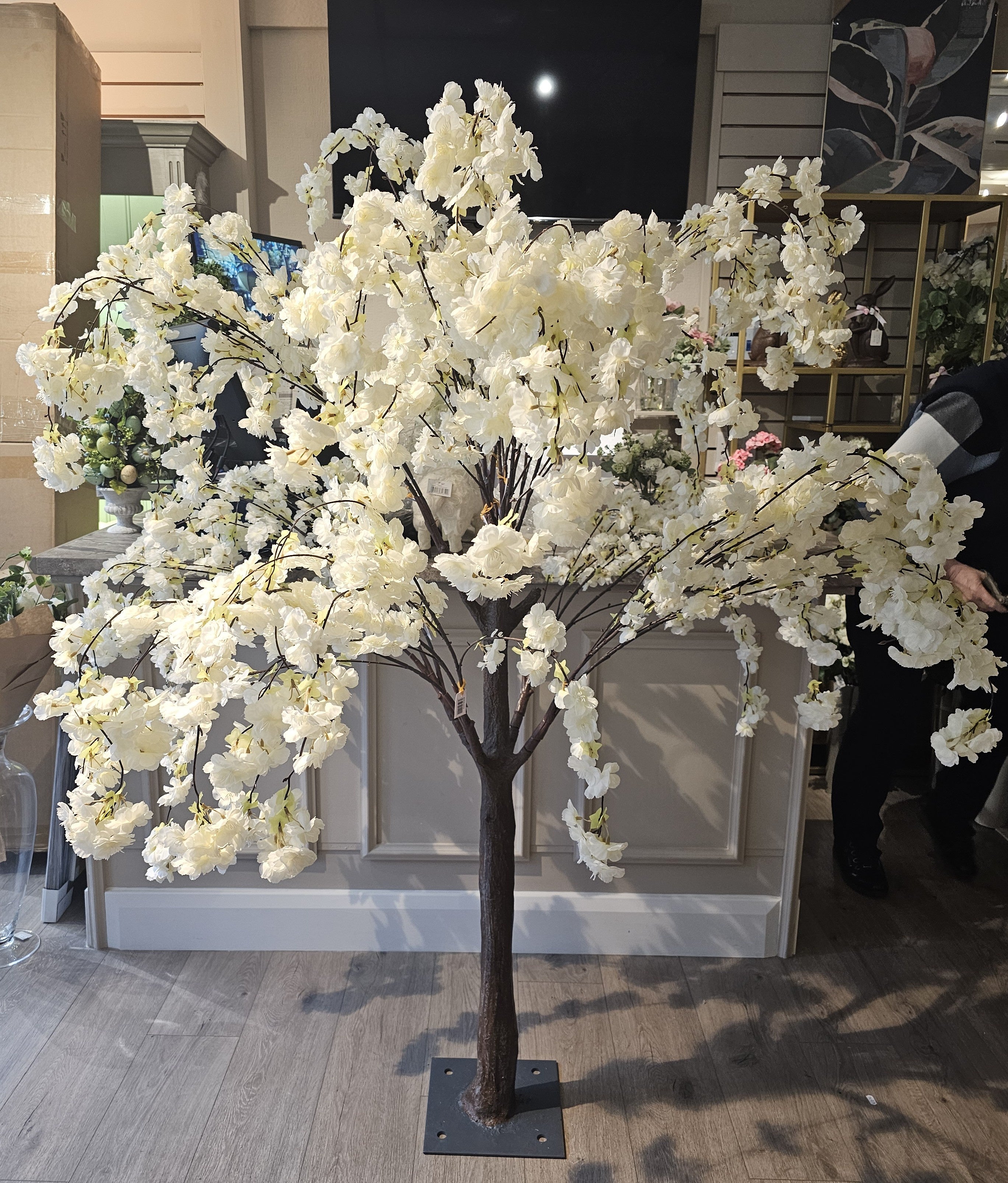 Weeping Blossom Tree 1.8m