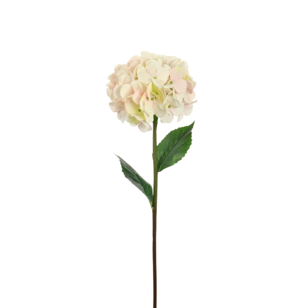 Large Mophead Hydrangea - Barley Blush - The Gift & Art Gallery
