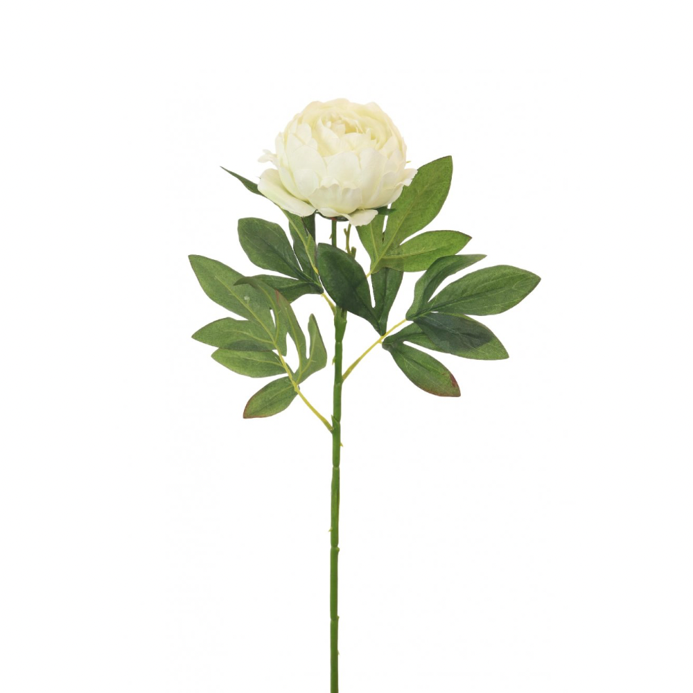 Millicent Peony - Cream - The Gift & Art Gallery