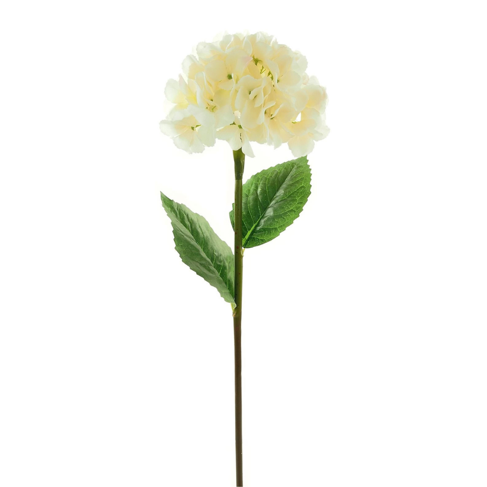 Large Mophead Hydrangea - Ivory - The Gift & Art Gallery