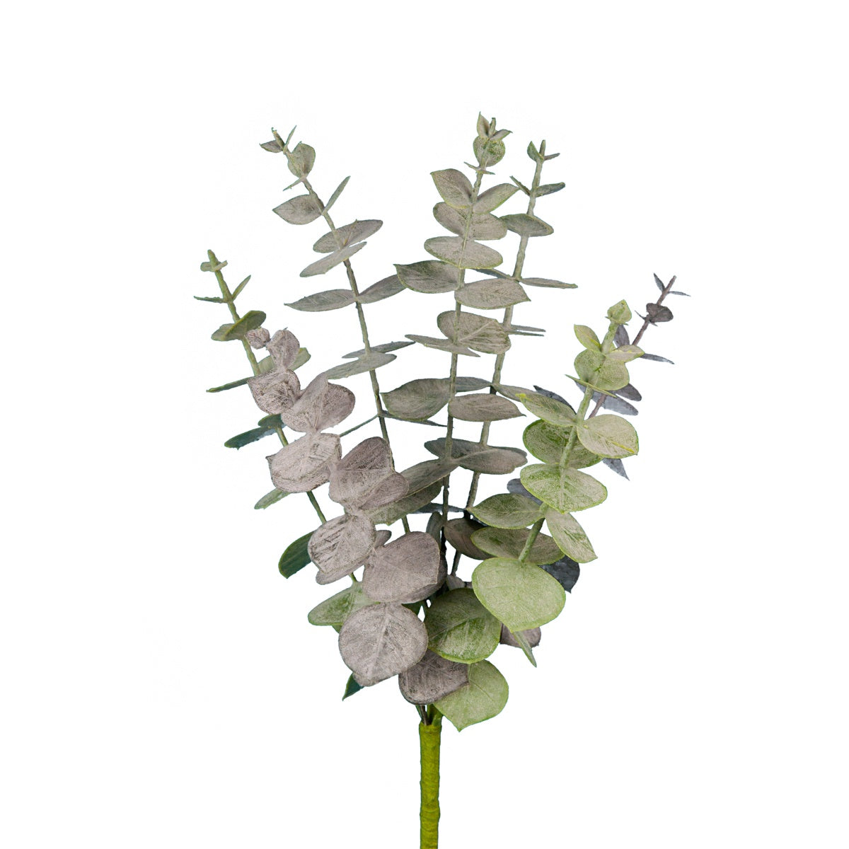 Eculaptus Pick 30cm