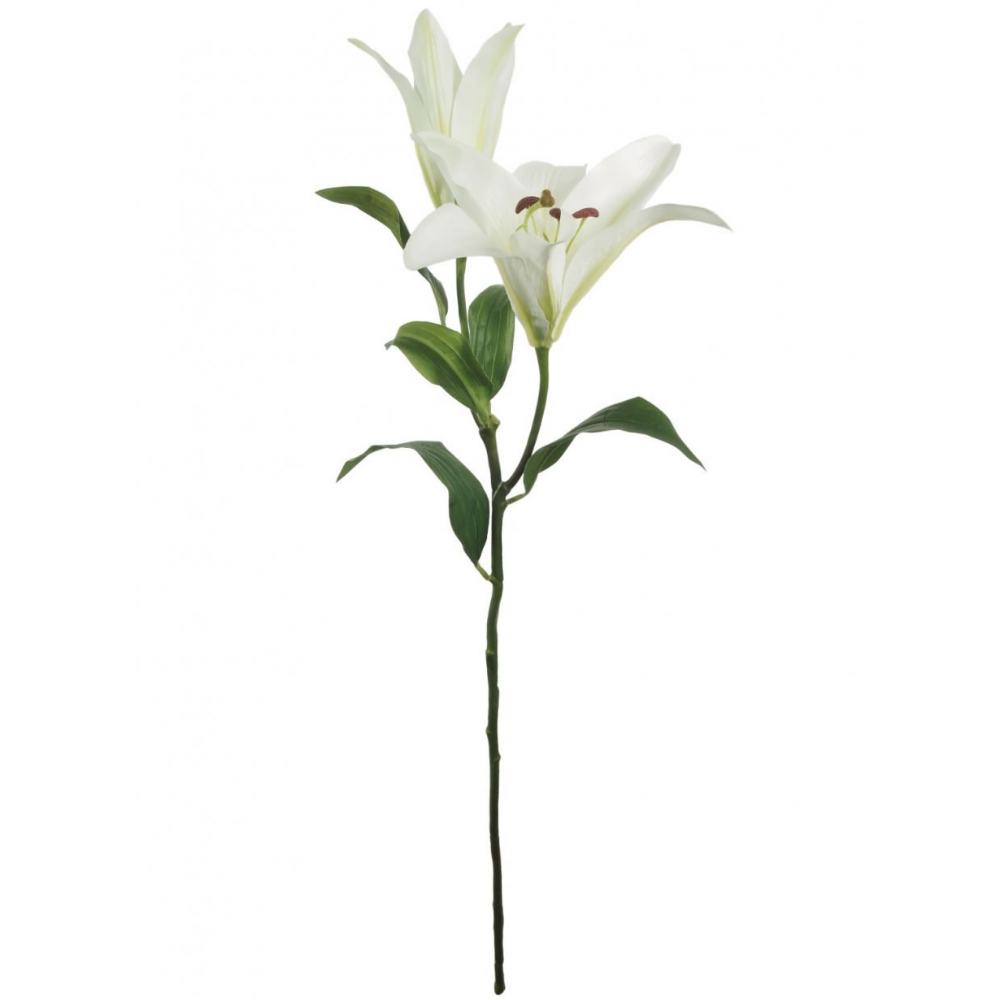 Stargazer Lily, White - The Gift & Art Gallery