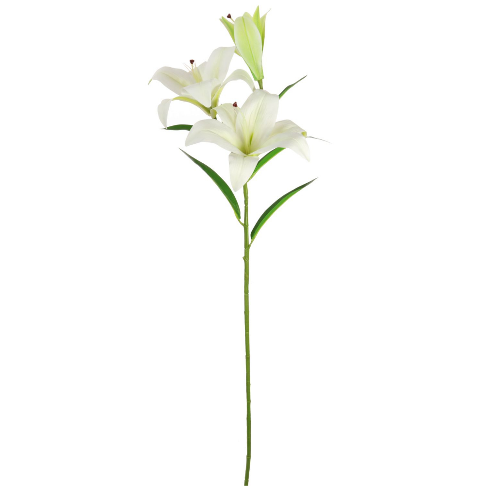 Asiatic Lily, White - The Gift & Art Gallery