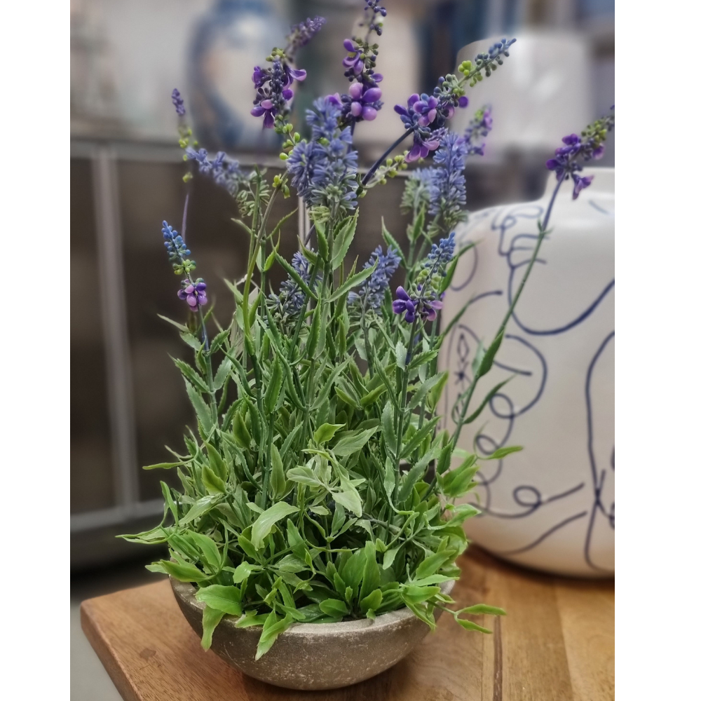 Lavander Plant, H40cm - The Gift & Art Gallery