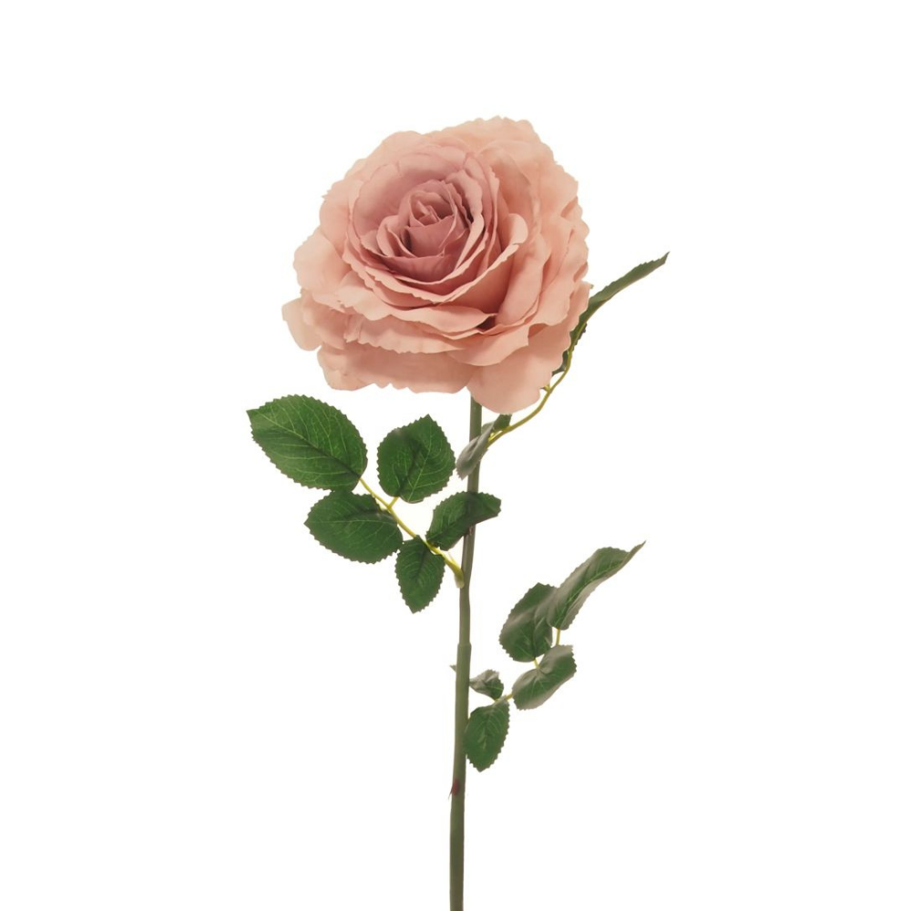 Tudor Rose, Dusty Pink - The Gift & Art Gallery