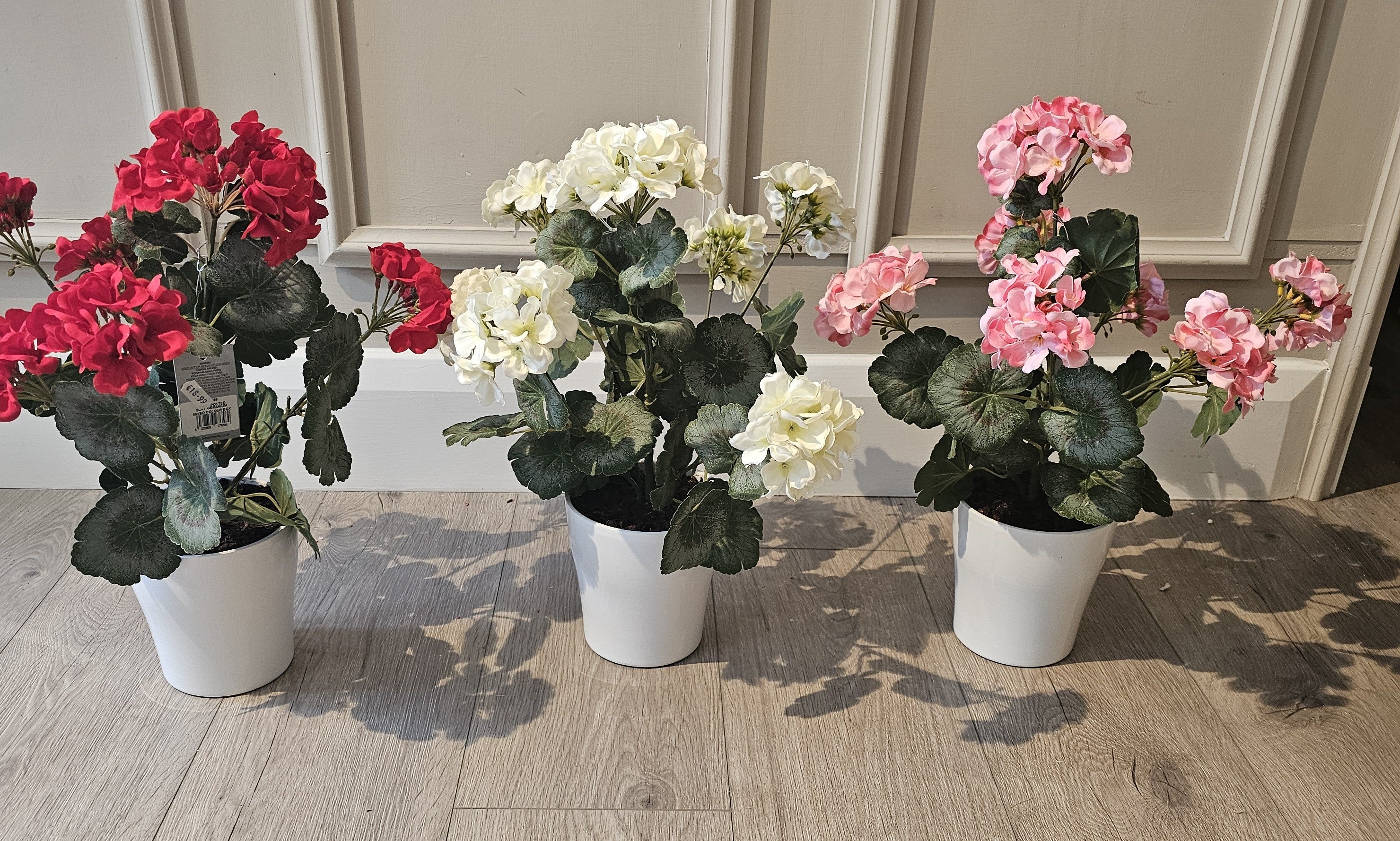 Potted Geranium