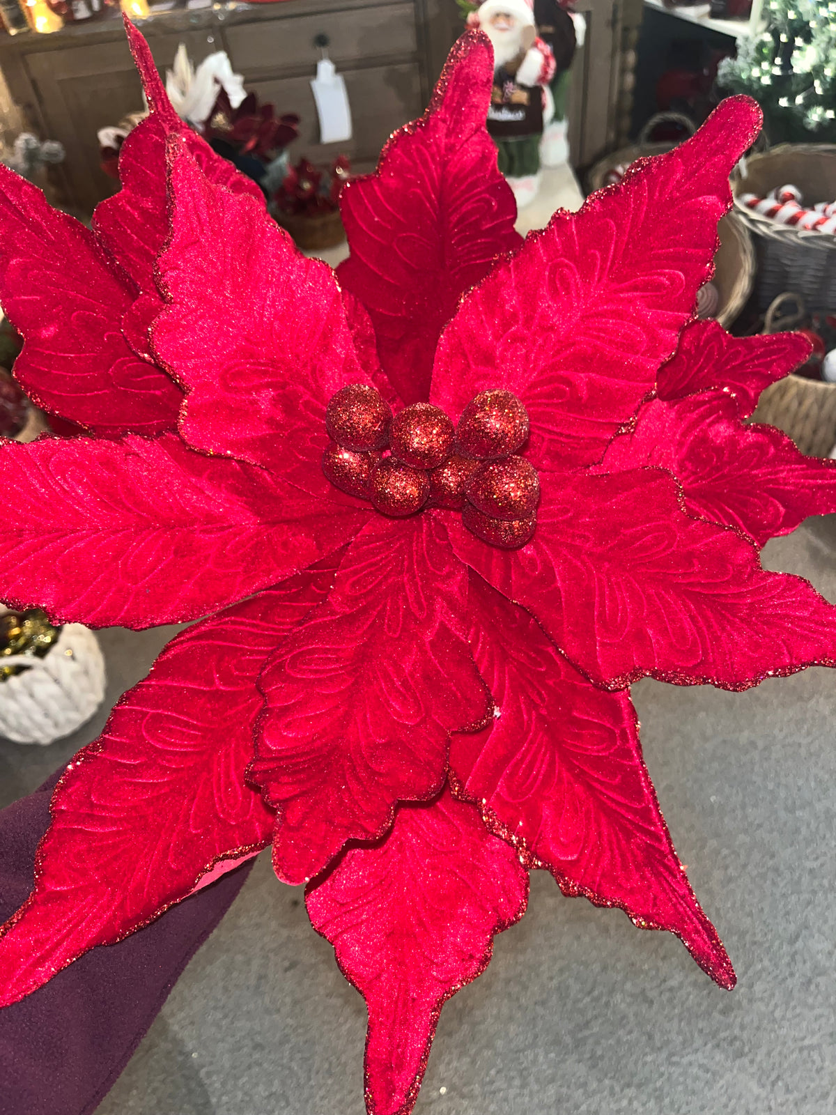 Poinsettia Red Velvet