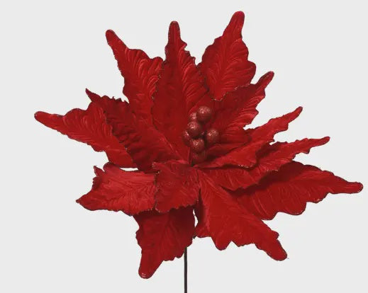 Poinsettia Red Velvet