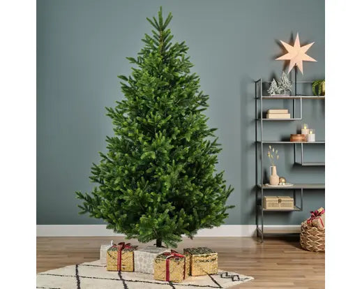 Norway Fir