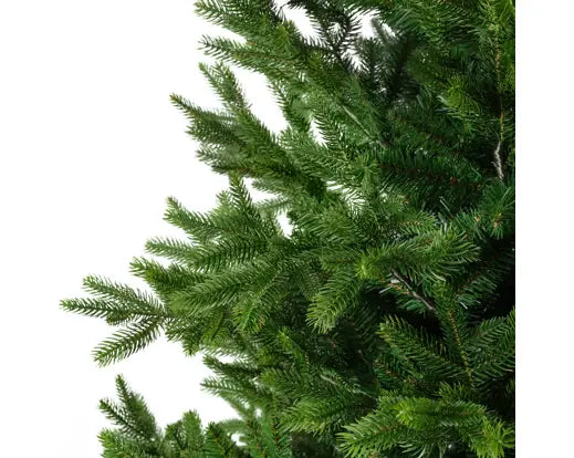 Norway Fir