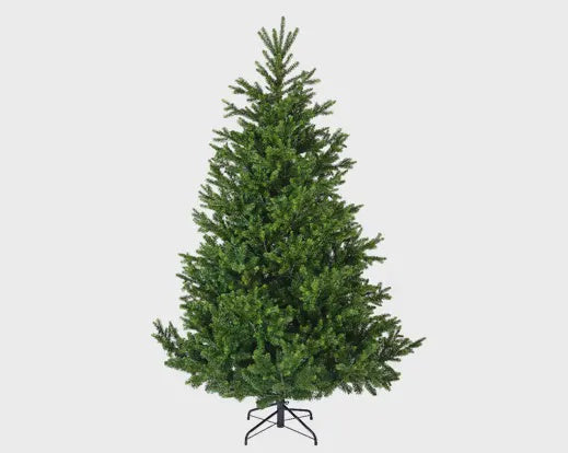 Norway Fir