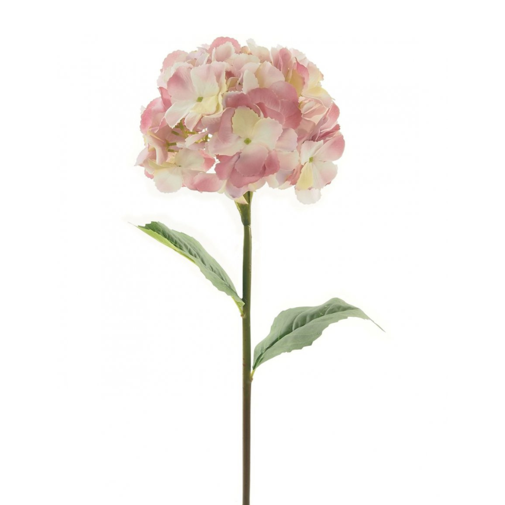Large Mophead Hydrangea - Dusty Pink