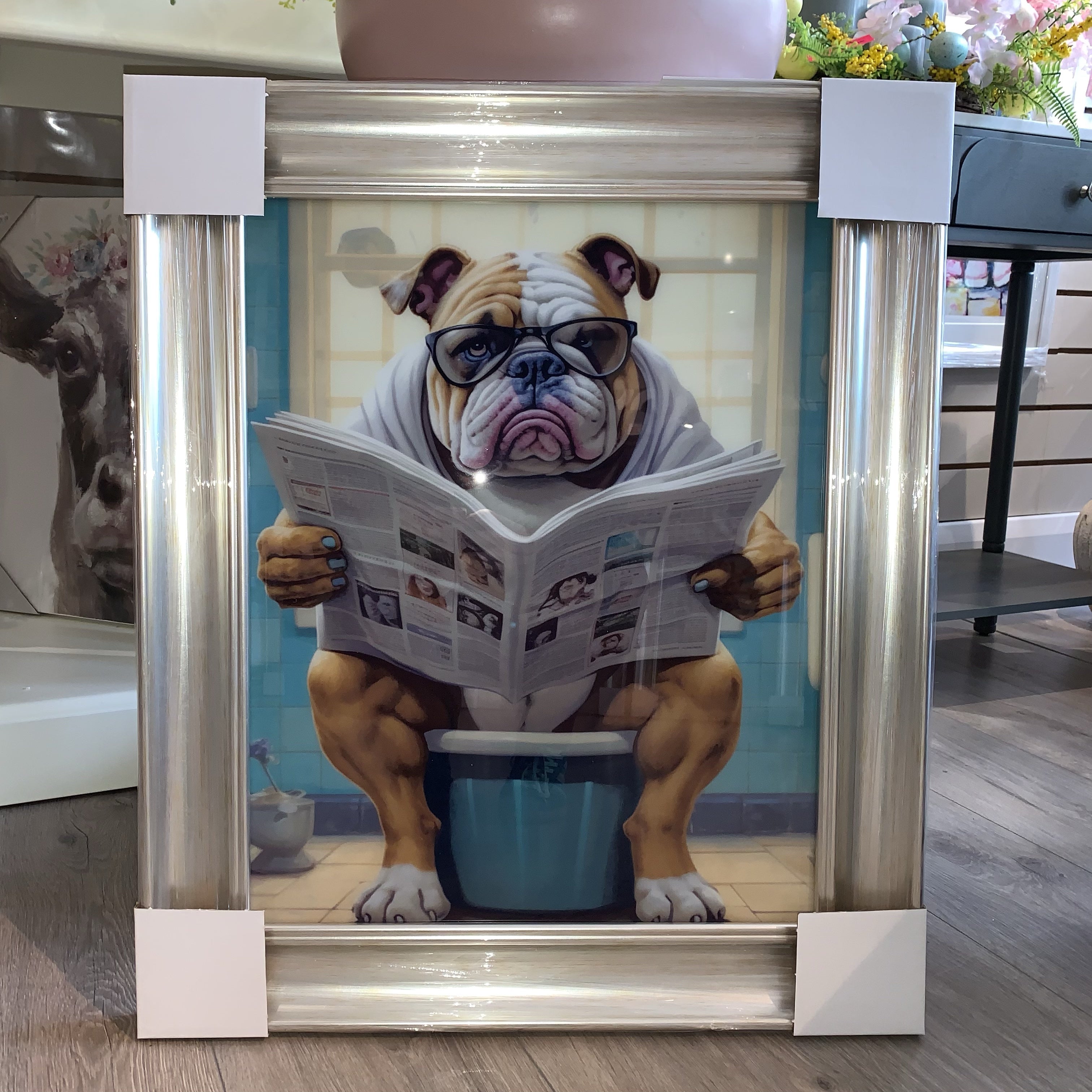 English Bulldog