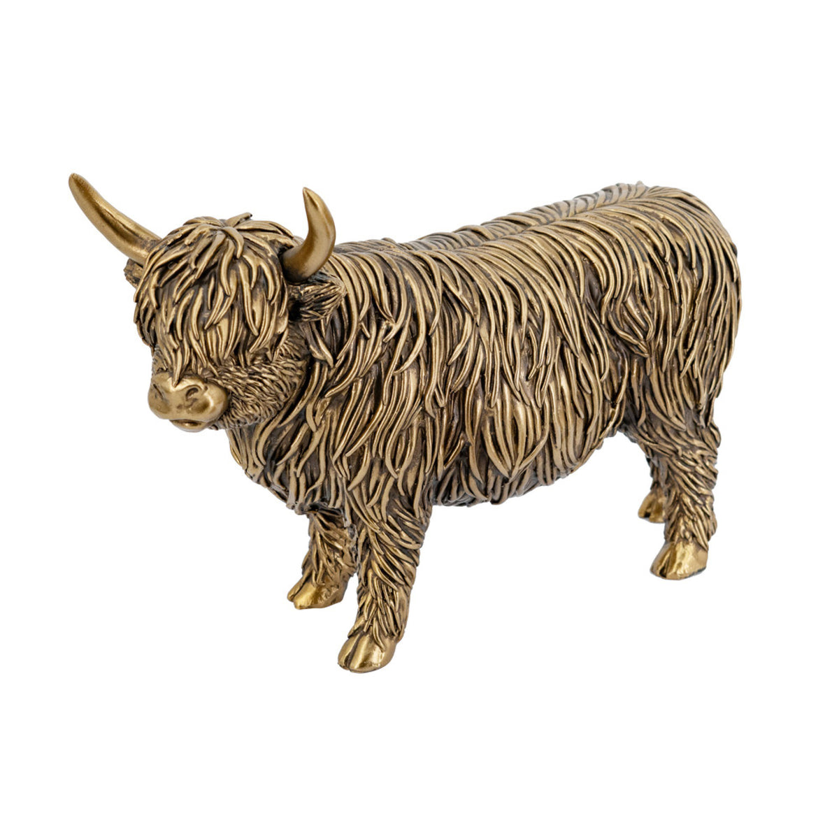Highland Cow