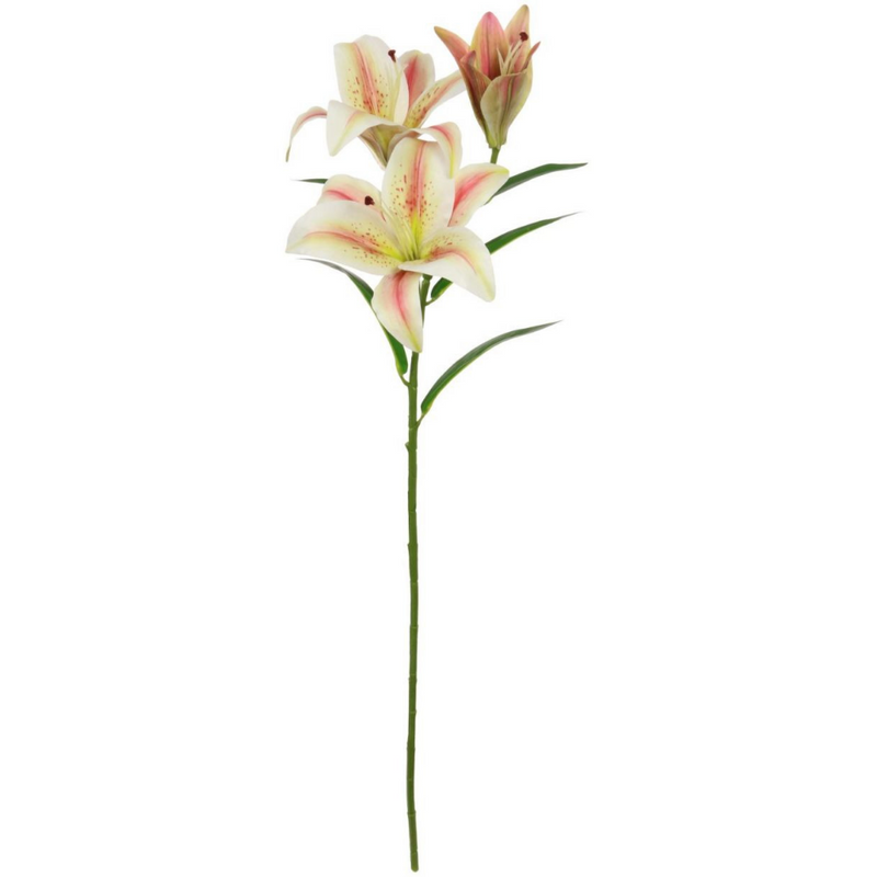 Asiatic Lily, Blush/Ceam
