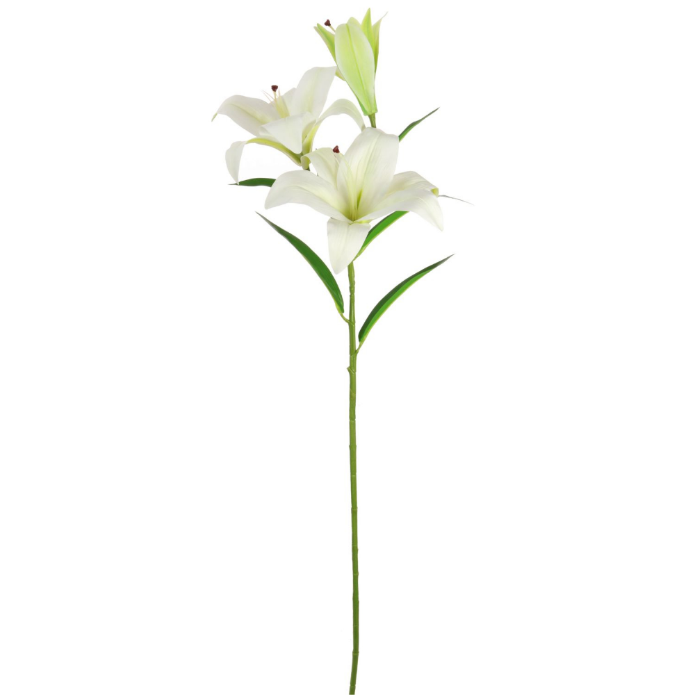 Asiatic Lily, White