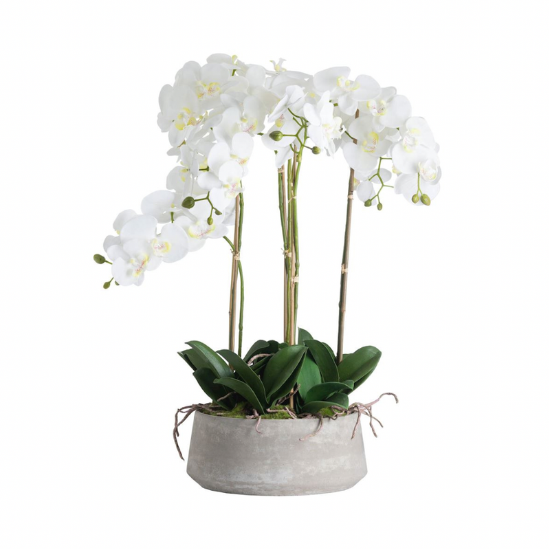 Large White Orchid in Stone Pot