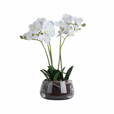 White Orchid in Glass Pot