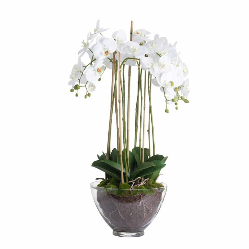 Large White Orchid in Glass Pot