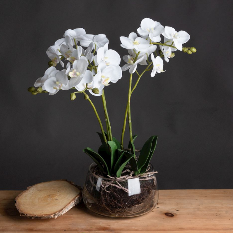 White Orchid in Glass Pot